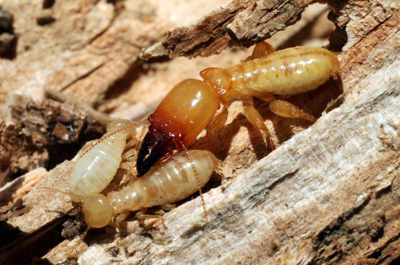 le meilleur traitement anti termite en Gironde
