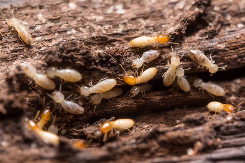 Trouver une entreprise pour traitement des bois de charpente contre les termites dans les LAndes
