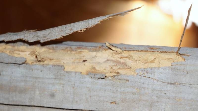 Dégâts et traitement des bois contre les capricornes en Dordogne