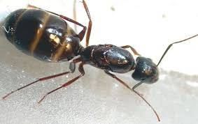 Exterminer les fourmis charpentières en Nouvelle Aquitaine